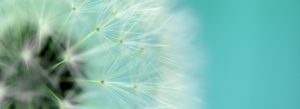 Dandelion Closeup wide