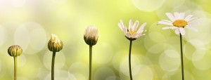 Daisies