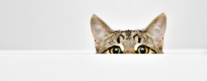 Curious Cat Wide