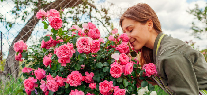 Woman smelling Leonardo da Vinci rose pink flowers in summer garden. Gardener holding pruner to cut stems.
